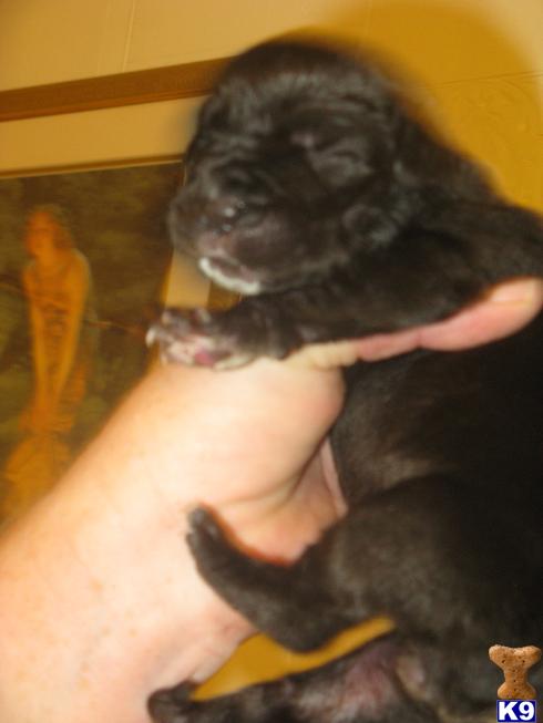 Neapolitan Mastiff Puppies